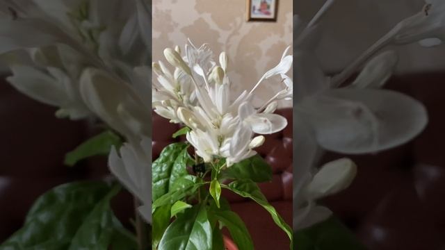 Цветение уайтфельдии. смотреть онлайн