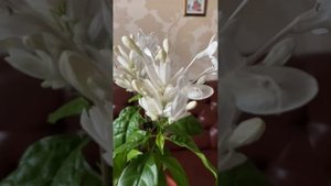 Цветение уайтфельдии.