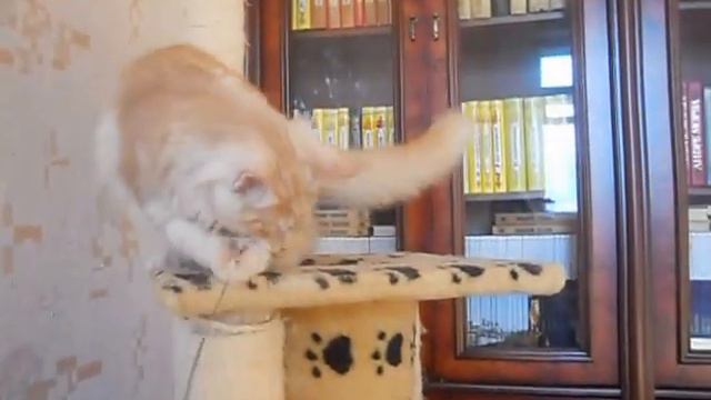 Котята питомника Kunarmy смотреть онлайн