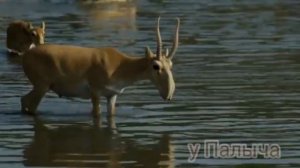 Интересны факты! Сайгак или степная Лань.