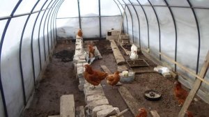 Делаем курятник в теплице из поликарбоната своими руками