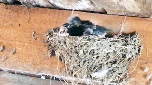 Пение деревенской ласточки.  Кормление птенцов ласточкой. Жизнь в деревне Каменка.