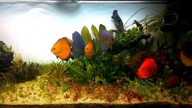 Аквариум мечты. Эпизод 5. Царская рыба. смотреть онлайн