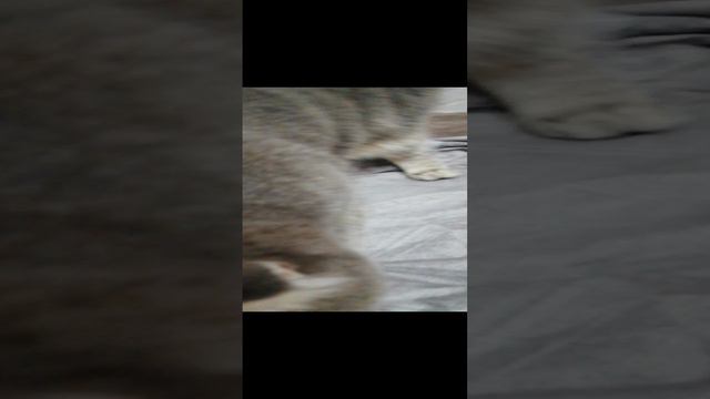 Кот Пуша топчет одеяло