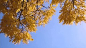 Сборник стихов Сергея Есенина. Часть 1. Лучшие стихи Есенина.