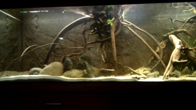 Astronotus Ocellatus Pauwoog cichlide смотреть онлайн