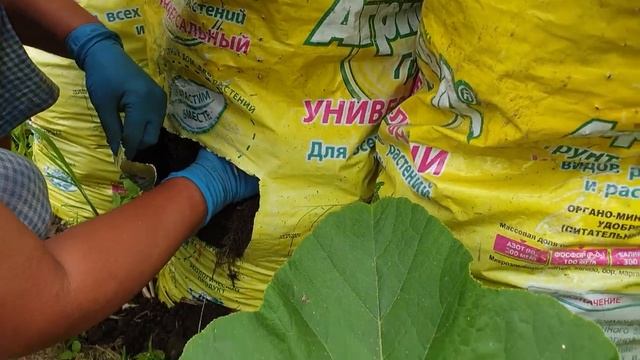 картошка рассадой в мешке Агриколы смотреть онлайн