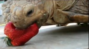 Черепаха аппетитно кушает клубнику