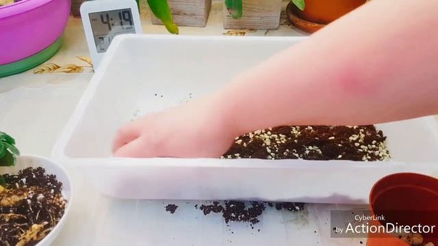 Пересадка мини адениума,дядька Черномор и др?