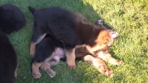 КОЛОБКИ. Щенки Немецкой овчарки 1 месяц. Puppies German Shepherd 1 month.
