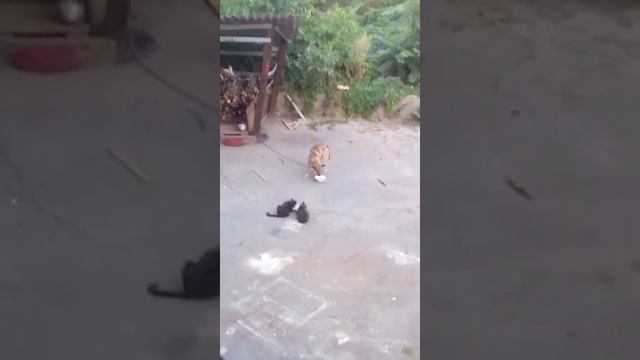 КАША ДЛЯ КОТОВ смотреть онлайн