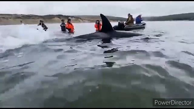 Спасение КОСАТКИ смотреть онлайн