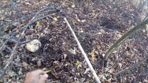 Грибы. Астраханской Губернии.