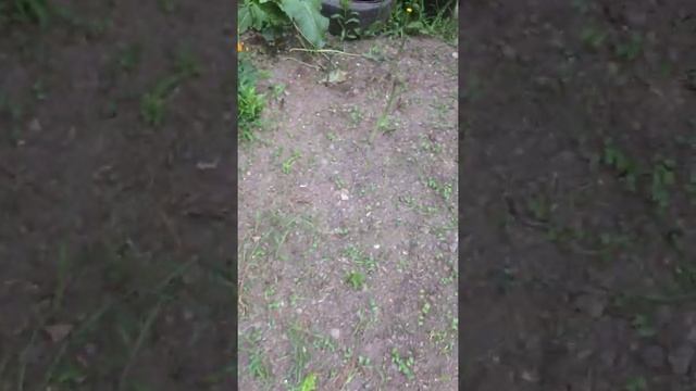 Купальница азиатская смотреть онлайн