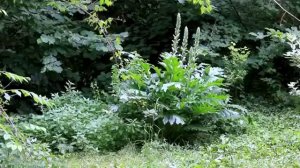 Парк Кинта де ла фуенте дель Берро (Мадрид)/ Parque Quinta de la fuente del Berro (Madrid)