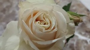 Какие розы долго держат цветок на юге