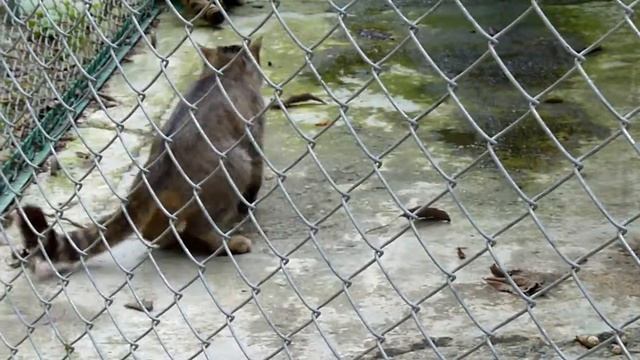 Дикая кошка в Кавказском заповеднике города Сочи. смотреть онлайн