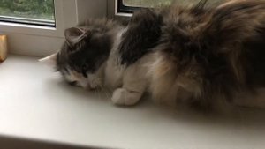 НОВЫЙ ПИТОМЕЦ??? КТО ЭТО???