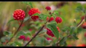 Полка воспоминаний