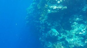 Коралловый риф ,красное море,сноркелинг,Sharm Grand Plaza Resort,Galaxy S8