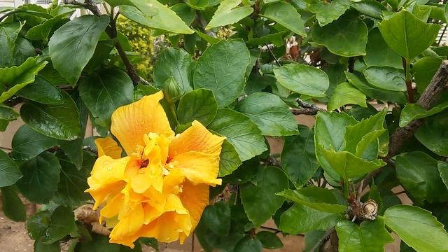 ГИБИСКУС ЖЕЛТЫЙ ОГРОМНЫЕ ЦВЕТЫ#shorts/ КРАСОТИЩА#цветы#гибискус#красиво#необычное# растения смотреть онлайн