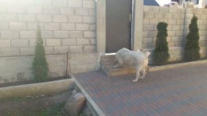 алабай охраняет территорию