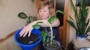 Пересадка гибискуса