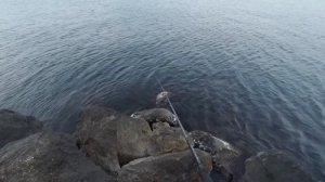 Рыбалка синнингом с берега, Чёрное море, блесна, ласкирь.