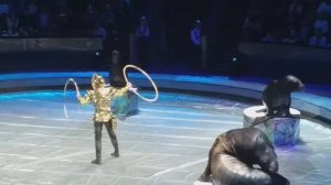 Морские котики зажигают! Цирк! Цирк!Цирк!