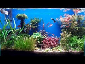 Аквариум травник после обслуживания