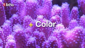Red Sea Reef Energy Plus | Complete, all-in-one Coral Food