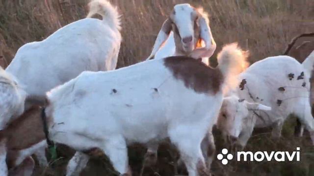Из чего складываются « Драконовские » цены  на домашнюю продукцию . Как достается Своя Еда .