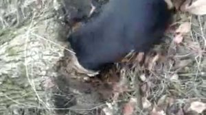 Охота с таксой на куницу