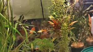 Самки гуппи дерутся