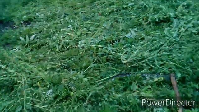 Огород для души !!! Найденыши и их посадки !!! смотреть онлайн