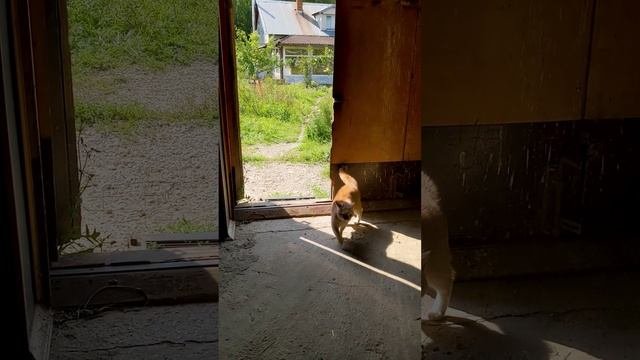 Усатая, хвостатая охрана конюшни