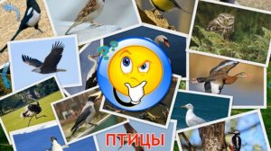 Для детей: Малыш учит животных, птицы