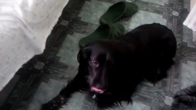 "это кавказ" поет собака. смотреть онлайн