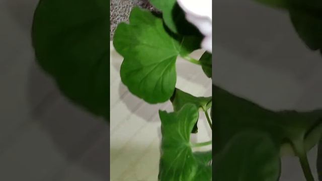 Герань цветущая зимой смотреть онлайн