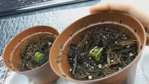 Баухиния. Орхидейное дерево.  Результаты всходов на 10-й день после посева семян