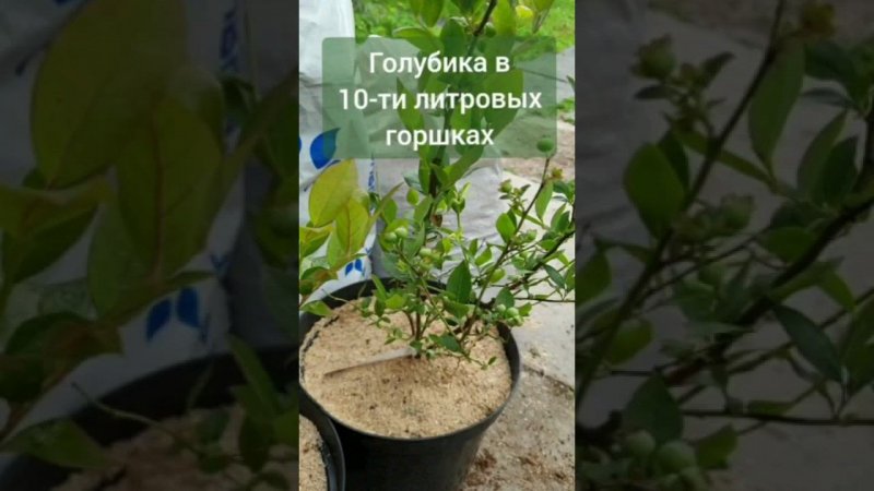 Голубика в 10-ти литровых горшках ЧАСТЬ 3 #голубика #сад #ягода