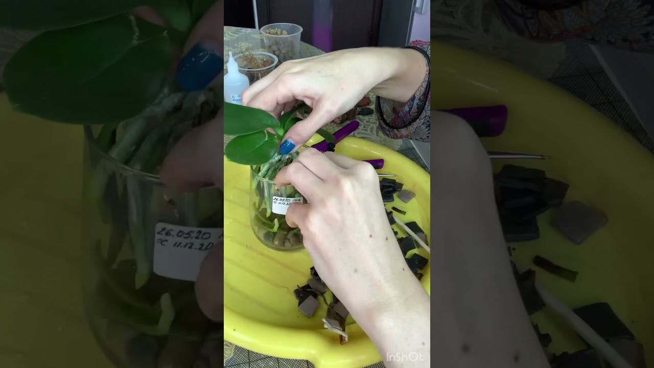 Быстрая пересадка Орхидеи из пищевых лоточков в кору. #Цветочныйдоктор #Цветочныйдоктор_пересадка