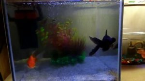 Мои новые рыбки породы телескоп