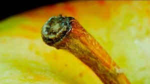 Обычные объекты в макросъемке