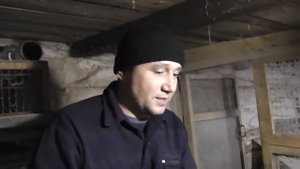 Курятник без отопления в Сибири. Как не работает подстилка.