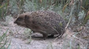 маленький ежик четверо ножек