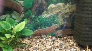 Карликовый змееголов (Channa gachua) Первая любовь :)