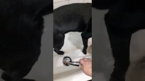 Как после прогулки научить собаку прыгать в ванную