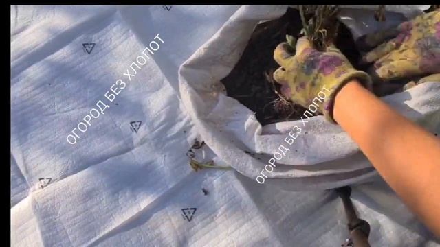 Картофель в мешках, честно показываю свой урожай. Плюсы и минусы такого выращивания. Огород. смотреть онлайн