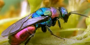 Читаем - насекомых изучаем